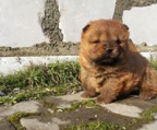 chow chow rehfarbe