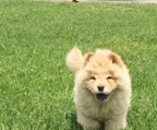 chow chow welpe zu verkaufen