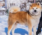  Wir haben Welpen Akita Inu reinrassig, männlich und weiblich