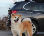 BETÄUBUNG SÄNFTE DER Shiba Inu Japanisch