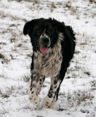 BENNIO ist ein absoluter Tierschutzfall