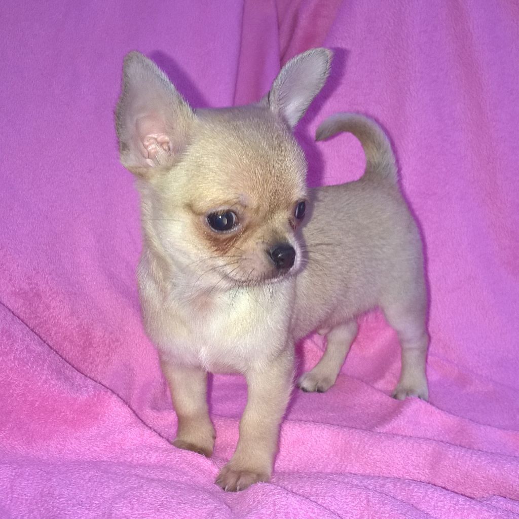 verfügbar Toy Chihuahua Welpen