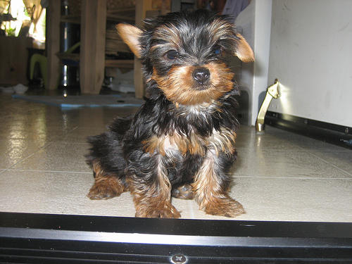 VALP TOY GÅVA, yorkshire terrier