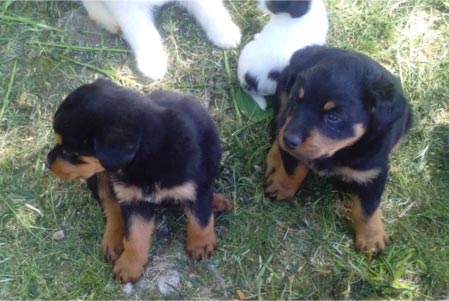 Rottweiler welpen in Schweiz