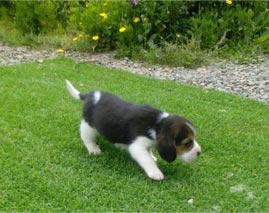 Beagles Kaufen schweiz