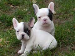  Französische Bulldoggen Welpen Bullywelpen, French Bulldog Welpen