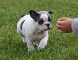 Zuckersüße Frops Welpen Mops Franz. Bulldog French Pug Bullmops