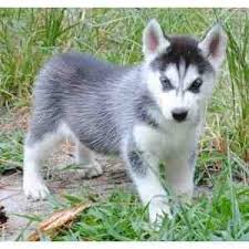 Süße Siberian Husky Welpen zum Verkauf