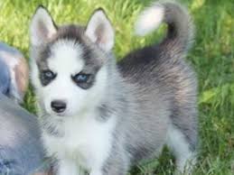 Reinrassige Blue Eye Siberian Husky Welpen zur Verfügung