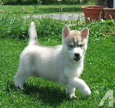 Registrierte Reinrassige Siberian Husky Welpen