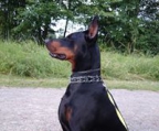 Dobermann Welpen Kupiert Kaufen