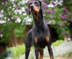 dobermann Kaiser