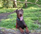 dobermann welpe zu verkaufen