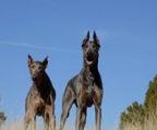 dobermann Schweiz