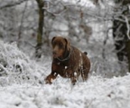 dobermann hund kaufen