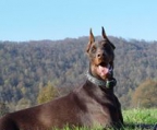 dobermann-kaufen