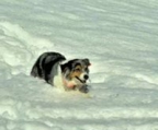 Australian shepherd hund kaufen