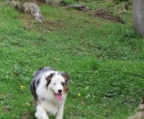 hundewelpen Australian shepherd