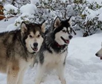 Malamute kaufen