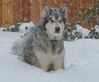 alaskan malamute zucht