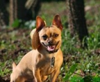 Reinrassige Chihuahua Welpen mit Papieren