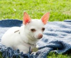 Chihuahuawelpen mit Ahnentafel