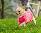 DRINGEND Platz für Chihuahua-Hündin gesucht