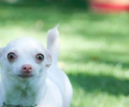 Chihuahua Welpen zur Verfügung