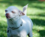 Schöne, reinrassige Chihuahua Welpen