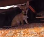 Sehr schöne Chihuahua-Welpen aus kleiner Zucht .