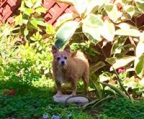 Wunderschöne Chihuahua Welpen in tollen Farben