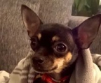 Chihuahua-Welpen in Langhaar mit Ahnentafel
