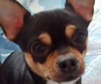 Reinrassige Chihuahuawelpe(Hündin) sucht  