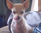 Lustige Chihuahua Welpen ( VDH/FCI ) !