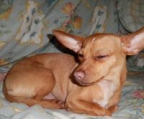Chihuahua-Welpen  