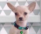 Bestechend schöne Chihuahua-Welpen /LH