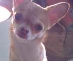 zauberhafte Chihuahua Welpen,langhaar,12 Wochen 