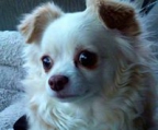 Chihuahua Kurzhaar Welpe ( Rüde ) sucht ein schön..