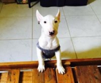 mini bullterrier welpen kaufen