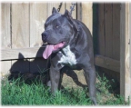 pitbull blue line welpen kaufen schweiz