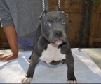 american pitbull welpen schweiz