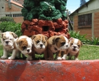 engl. bulldoggen welpen