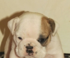 old english bulldog welpen