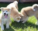 akita inu wesen