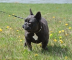 französische bulldogge welpen züchter