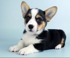 corgi welpen