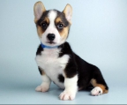 corgi preis