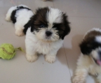 shih tzu hunde