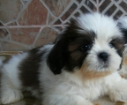 teacup shih tzu kaufen