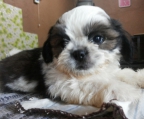 shih tzu schwarz